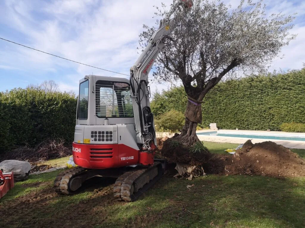 Transplantation olivier mini-pelle terrassement jardin à Saint-Vallier-de-Thiey